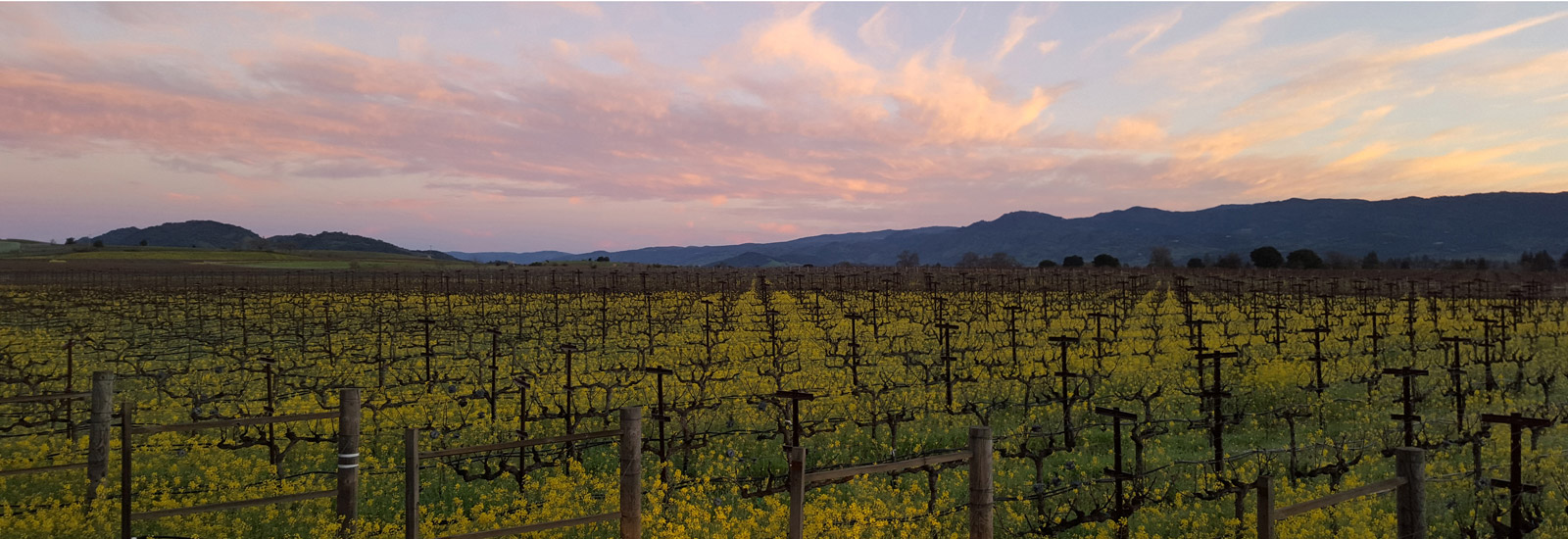 Pink spring sky over dormant grapevines and tiny mustard flowers