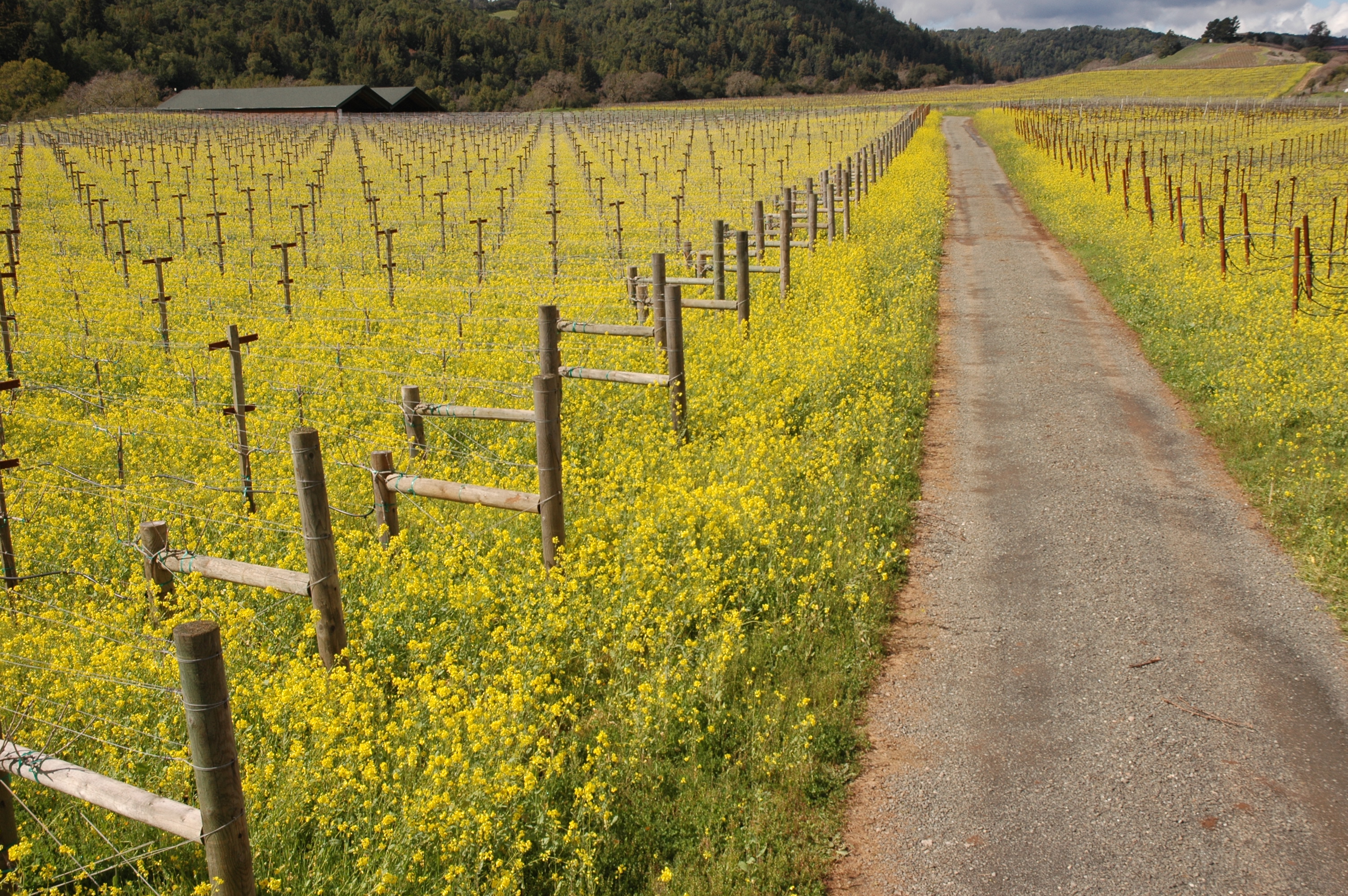 View of vineyard with yellow mustard flowers filling the rows.