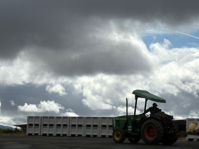 Grape bins under rain clouds with a tractor at Hendry Ranch