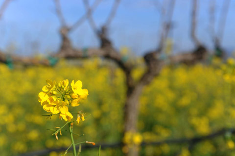 Mustard flower in the Hendry Vineyard