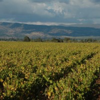 Vines in early fall, mountains in the distance