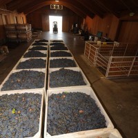 Bins full of grapes lined up inside the winery