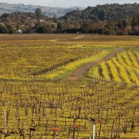 Vineyard in the spring with yellow mustard flowers