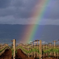 Rainbow touching down in the vineyard, spring