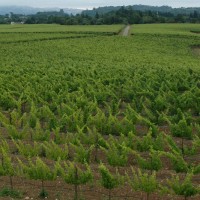 Bright green vines, early summer