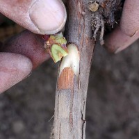 Image shows placement of a chip of budwood into the existing rootstock