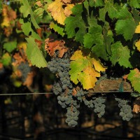 Zinfandel grapes in autumn light