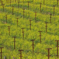 Spring mustard flowers between the rows of vines