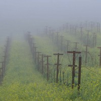 Yellow spring mustard flowers between the vine-rows, mist