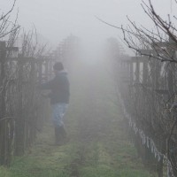 Vineyard worker pre-pruning vines in early spring mist