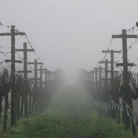 Vines after pre-pruning in the spring mist