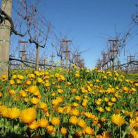 Orange field marigold flowers in Block 9