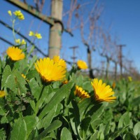 Close up of orange field marigold flowers in Block 9