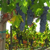 Three grape clusters hanging from a vine before harvest