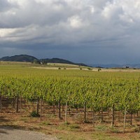 Green grapevines in the foreground, mountains in the distance, cloudy sky
