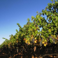 Zinfandel vines with blue sky behind