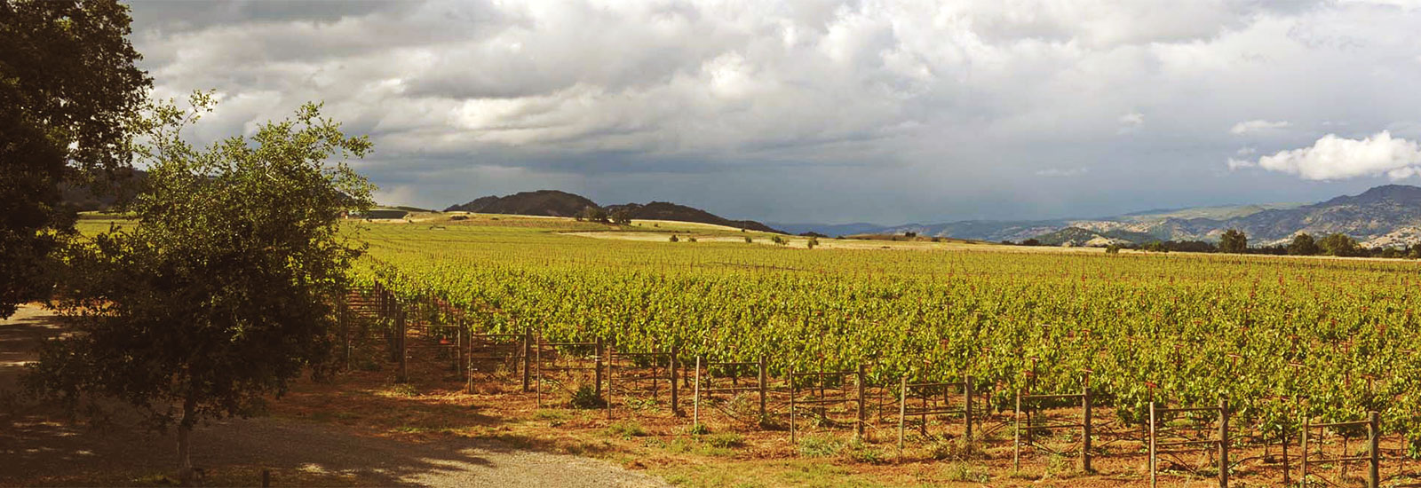 Hendry Vineyard view in the Summer