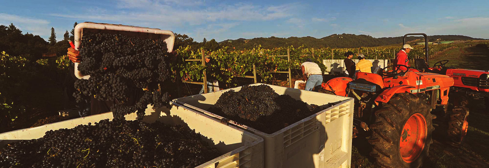 Hendry vineyard crew dumping grapes into bin at harvest time