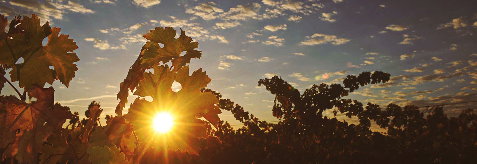 Sunrise over the vineyard