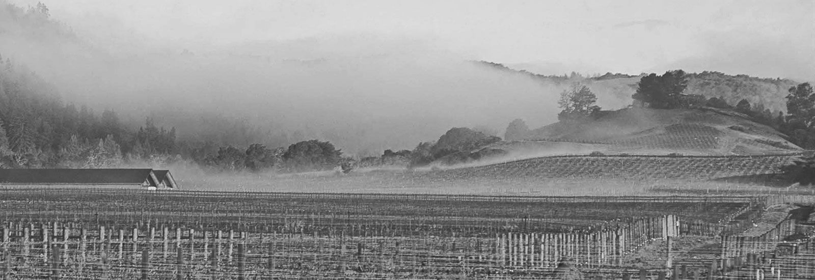 Morning fog nestled in the hills of the Hendry Ranch