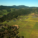 Aerial View with Mustard