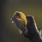 Budbreak by Sally Seymour