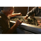 George Hendry Grape Sorting 2