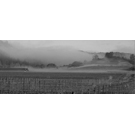 Spring Fog- Black and White Image